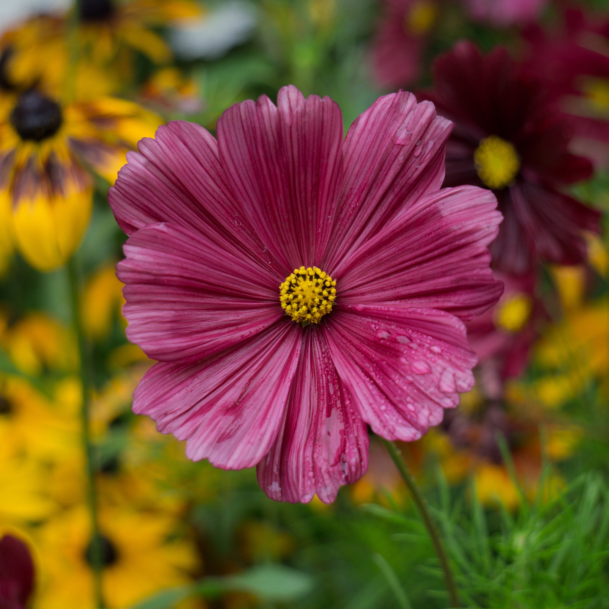 Cosmos rose - Cosmos pink - Bakker