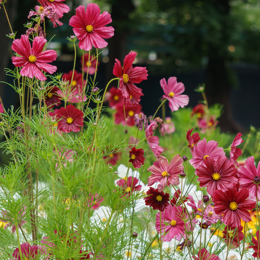 Cosmos rose - Bakker