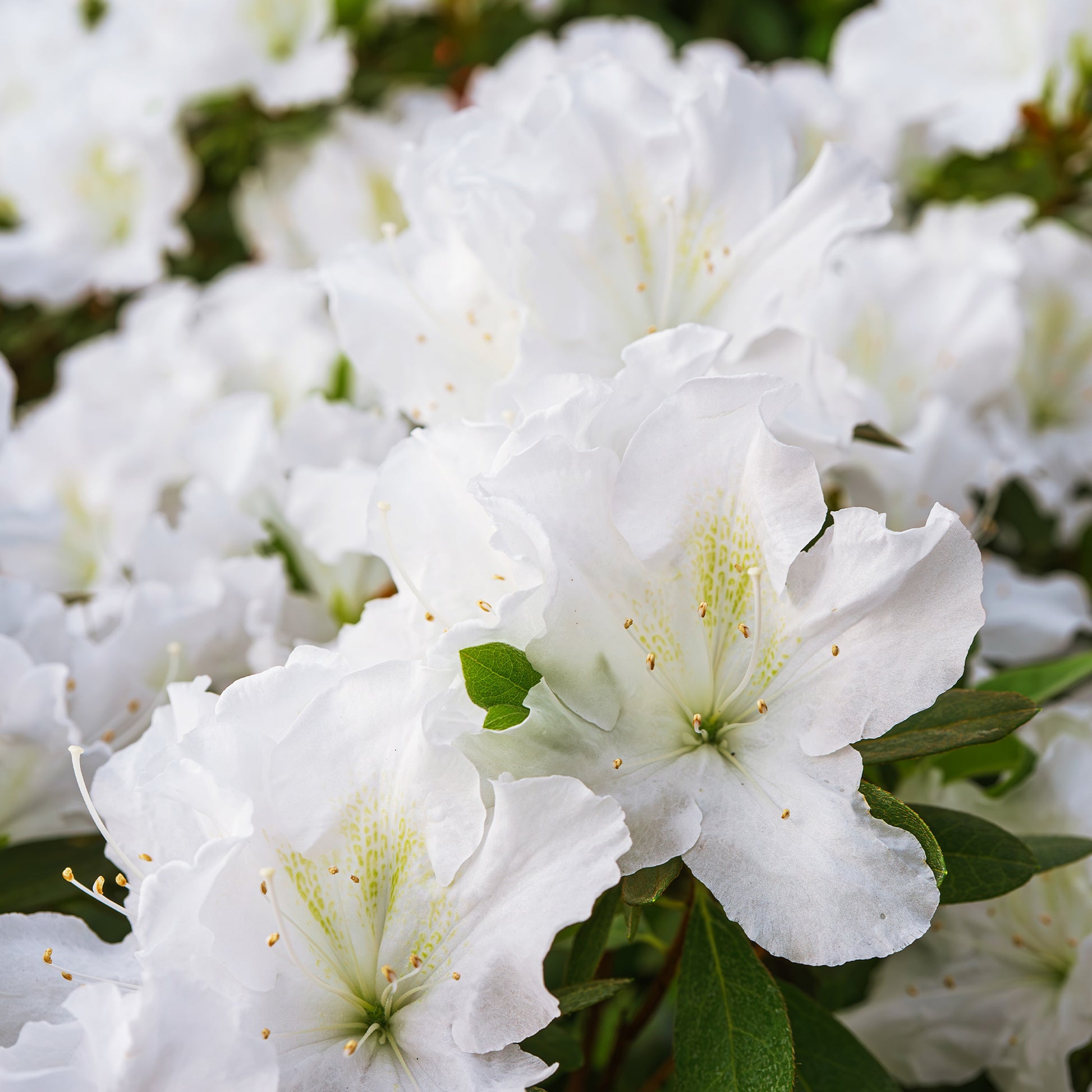 Azalée du Japon Encore White Julia - Rhododendron Encore Pure White Julia - Bakker