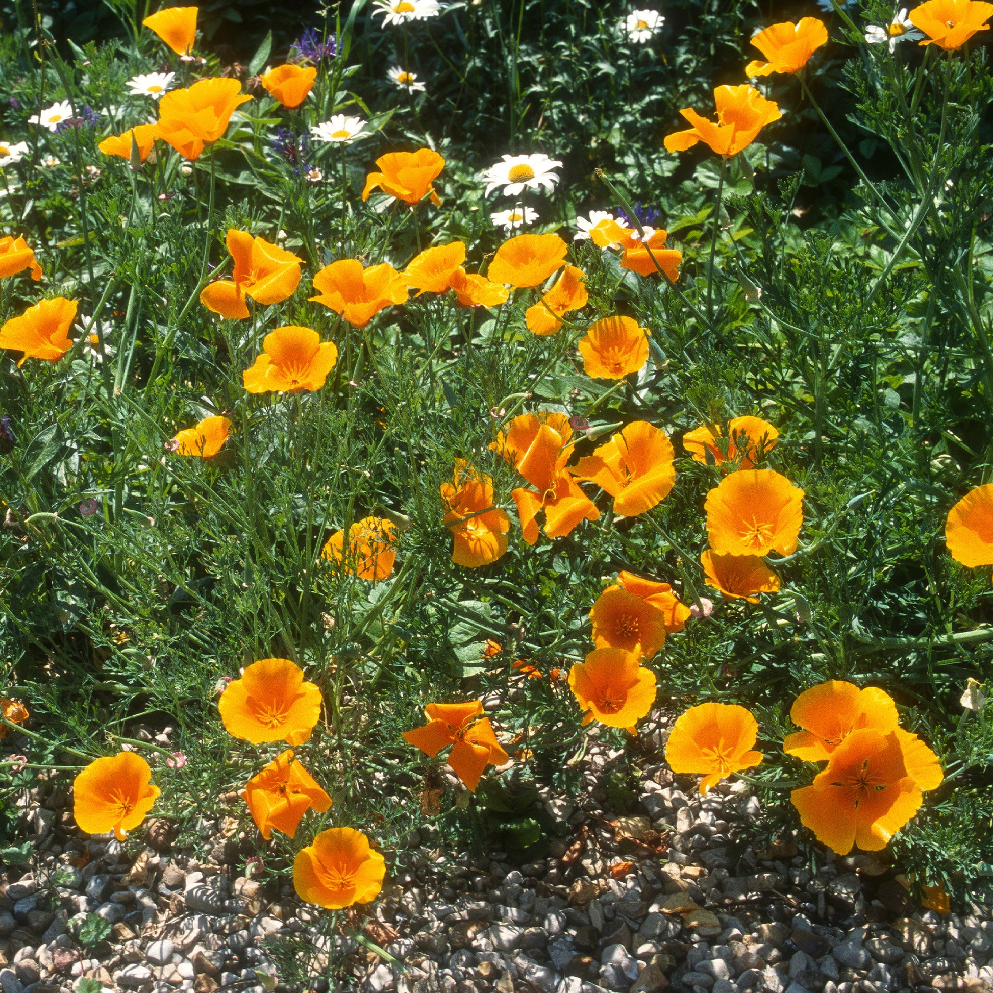 Pavot de californie  'Aurantiaca' - Eschscholzia californica 'Aurantiaca' - Bakker