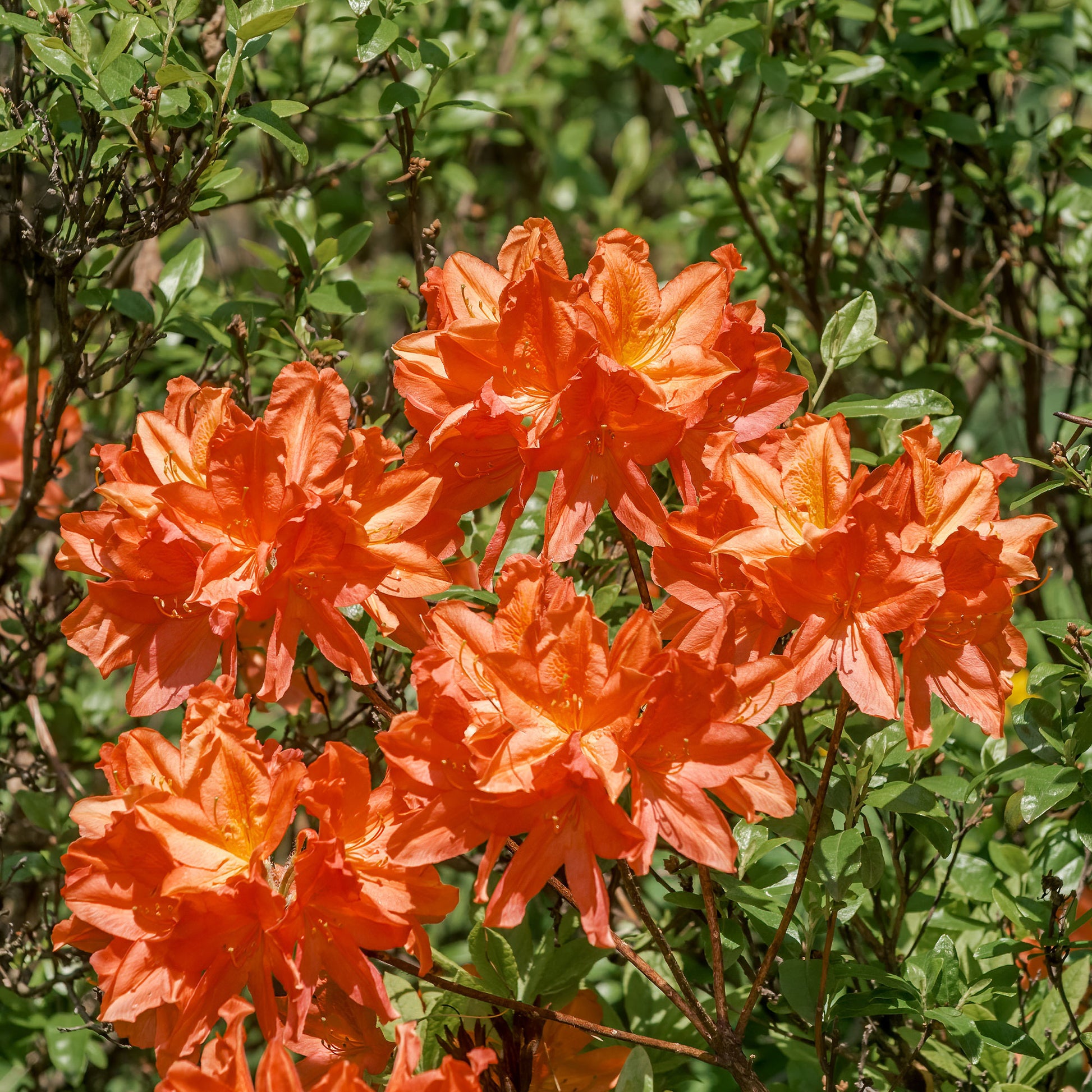 Azalées - Azalée de Chine Glowing Amber - Rhododendron (Azalea) mollis Glowing Embers