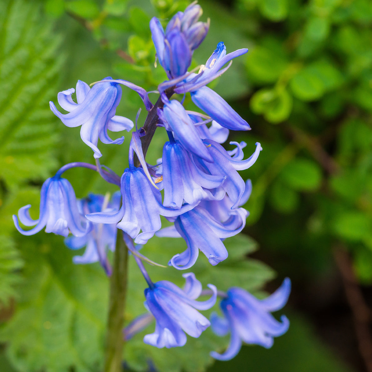 Bulbes de Jacinthe - Jacinthe des bois bleue - Scilla campanulata blue