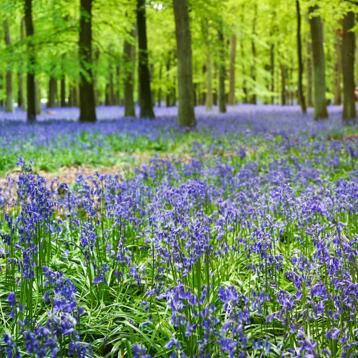 Scilla campanulata blue - Jacinthe des bois bleue - Bulbes de Jacinthe