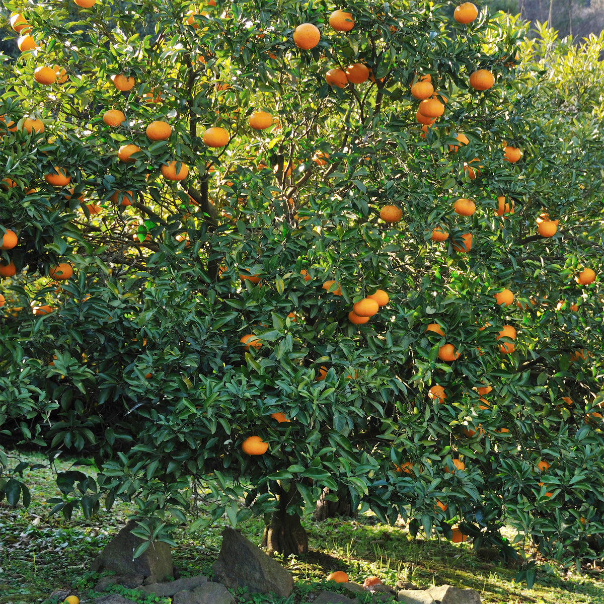 Agrumes - Mandarinier - Citrus reticulata