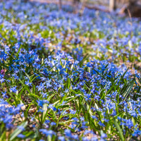Scille de Sibérie - Scilla siberica - Bakker
