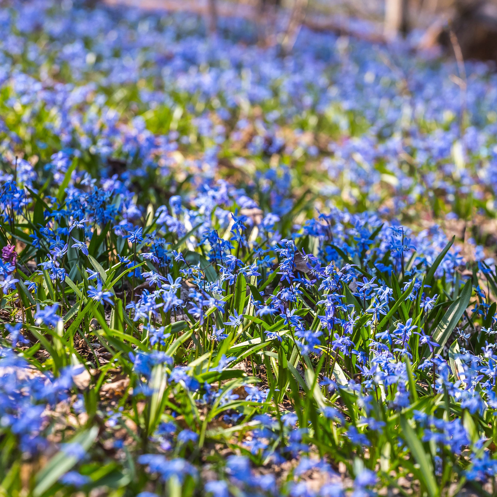 Scille de Sibérie - Scilla siberica - Bakker