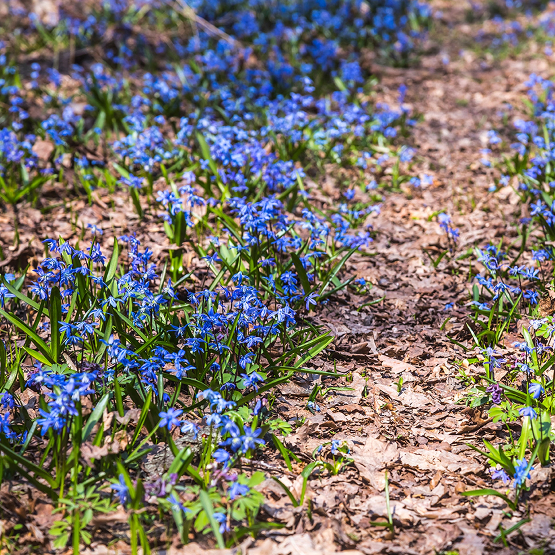 Scilla siberica - Scille de Sibérie - Bulbes de printemps