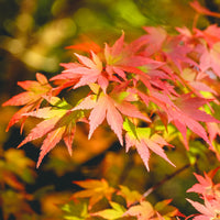 Vente Érable du Japon 'Orange Dream' - Acer palmatum orange dream