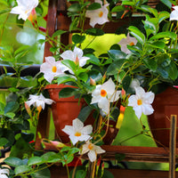 Jasmin du Brésil blanc - Dipladenia - Bakker