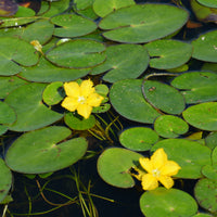 Limnanthème faux-nénuphar - Nymphoides peltata - Bakker