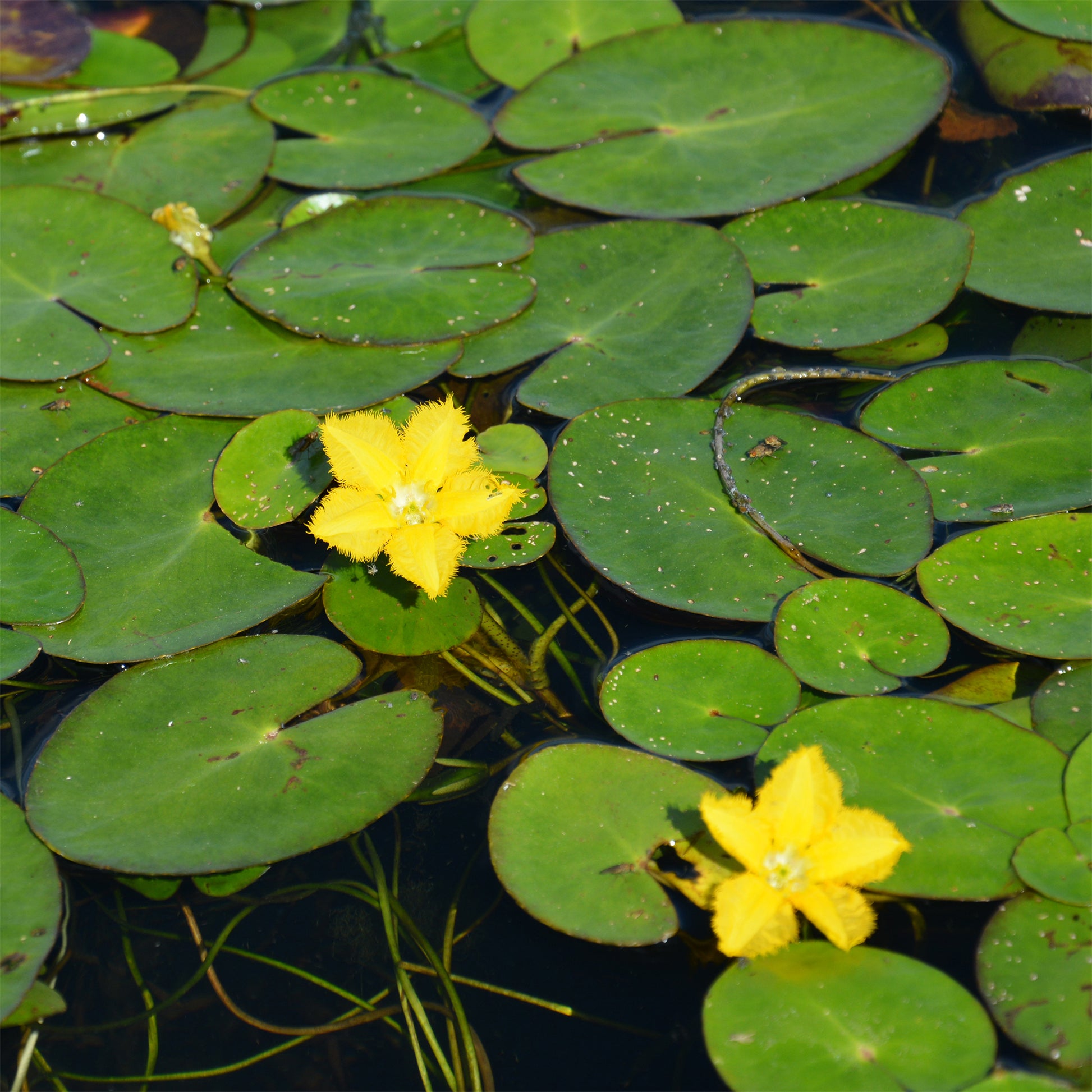 Limnanthème faux-nénuphar - Nymphoides peltata - Bakker