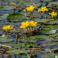 Nymphoides peltata - Limnanthème faux-nénuphar - Nénuphars