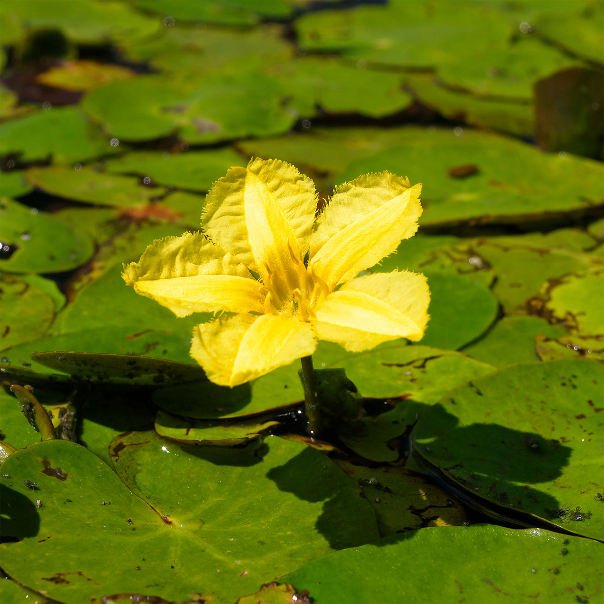 Nénuphars - Limnanthème faux-nénuphar - Nymphoides peltata