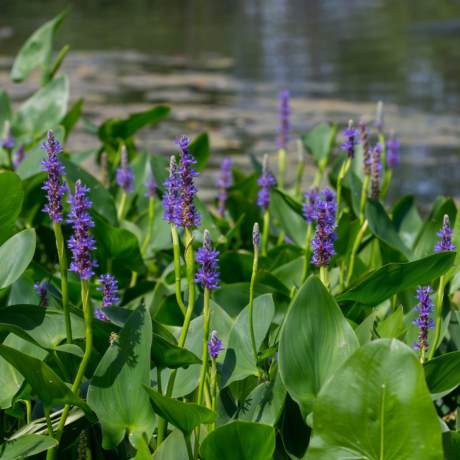 Bassins à koï et poissons