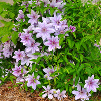 Vente Clématite 'Nelly Moser' - Clematis 'nelly moser'