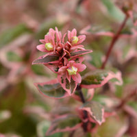 Abélia à grandes fleurs Magic Daydream® - Abelia grandiflora Magic Daydream ® - Bakker