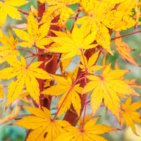 Acer palmatum Sangokaku - Erable du Japon Sango-kaku - Érable du Japon