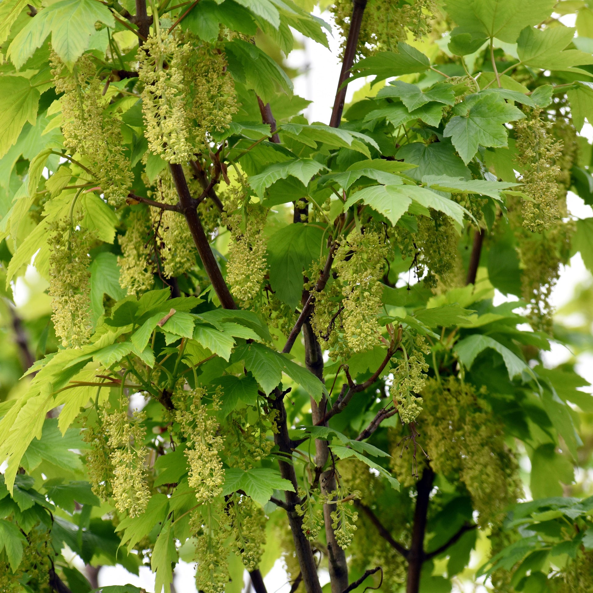 Erable sycomore - Acer pseudoplatanus - Bakker