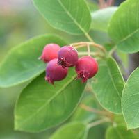 Arbustes fleuris - Amélanchier du Canada - Amelanchier canadensis