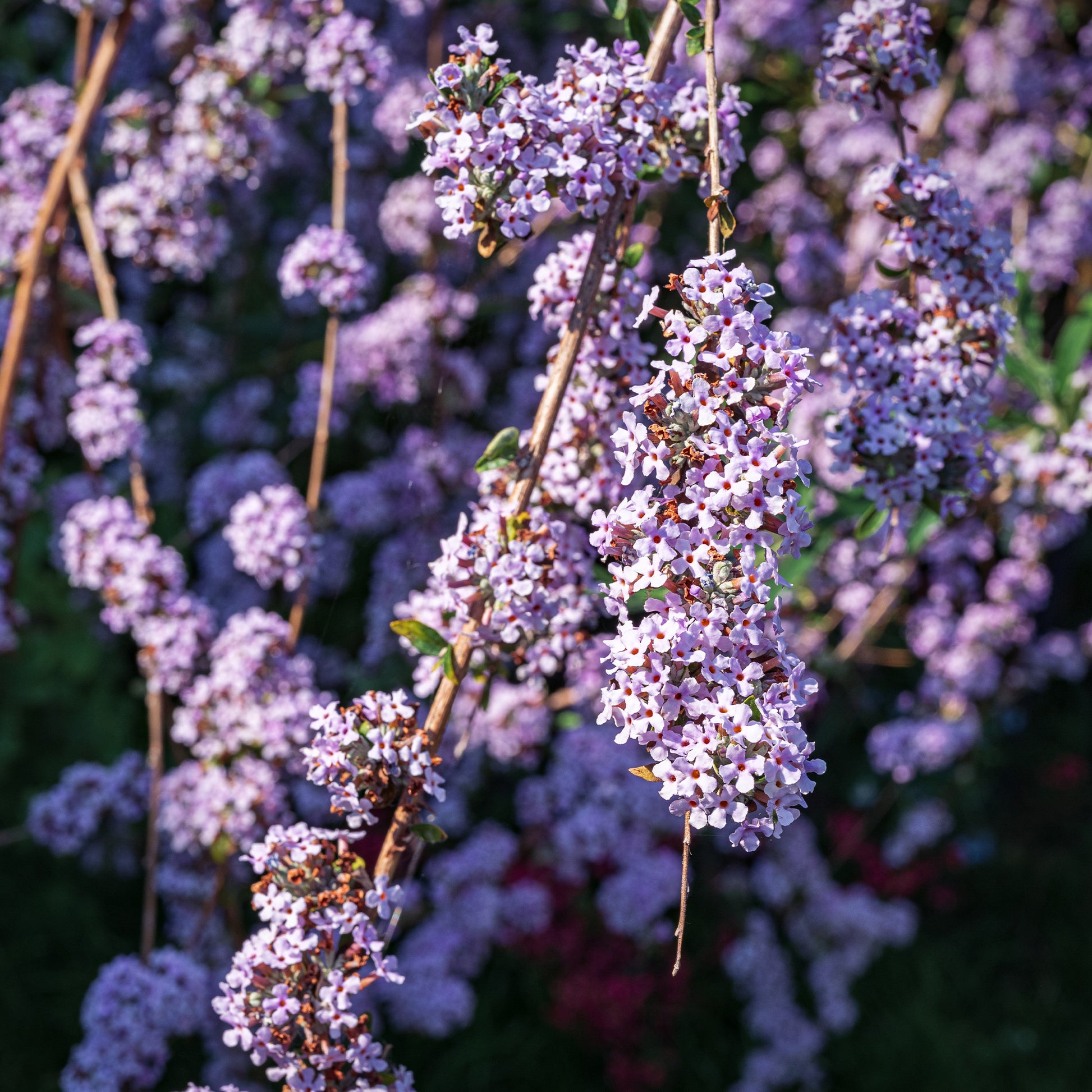 Arbre à papillons à feuilles alternes - Buddleja alternifolia - Bakker