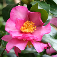 Camélia dautomne - Camellia sasanqua - Bakker