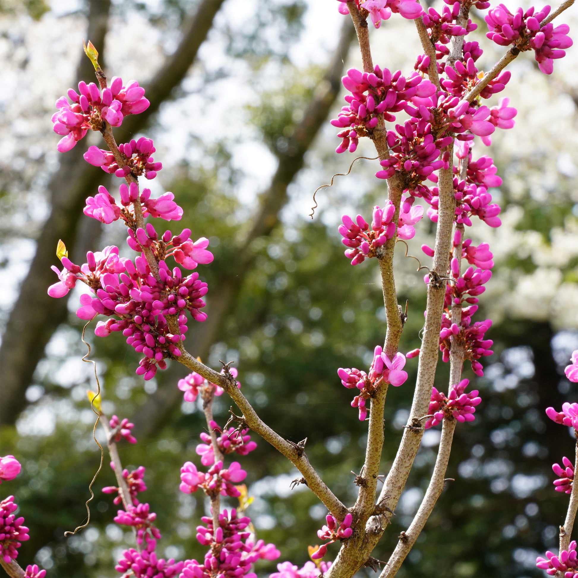 Gainier de Chine - Cercis chinensis - Bakker