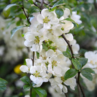 Chaenomeles speciosa Nivalis - Cognassier du Japon Nivalis - Cognassier du Japon - Chaenomeles