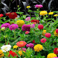 Zinnia à fleurs de dahlia en mélange - Bakker