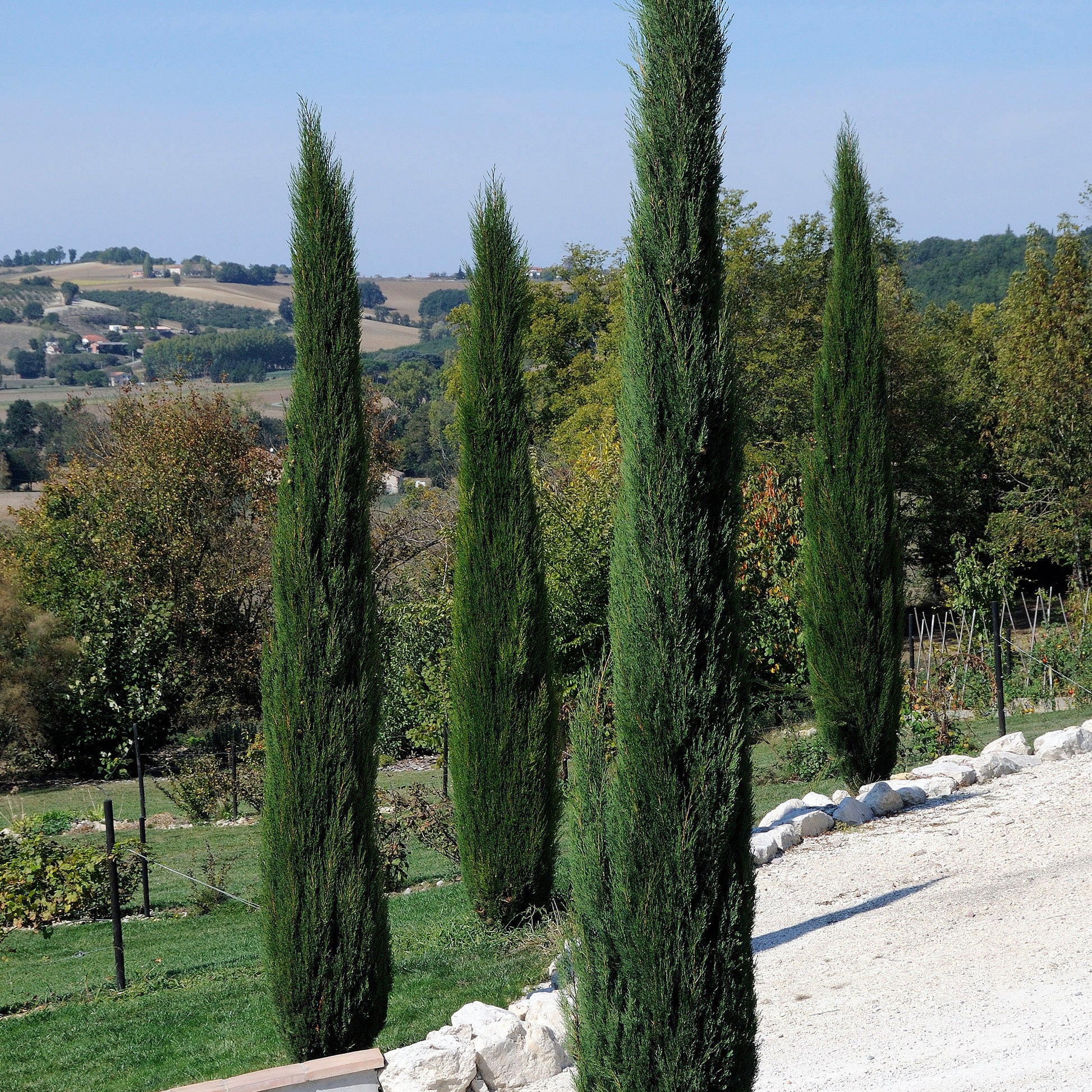 Cupressus sempervirens Stricta/ Cyprès dItalie - Bakker