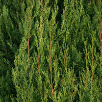 Cupressus sempervirens Stricta/ Cyprès dItalie - Cupressus sempervirens Stricta - Bakker