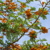 Grevillea robusta - Chêne soyeux dAustralie - Arbres