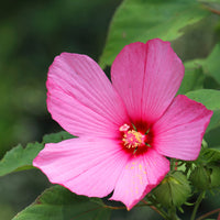 Hibiscus des marais - Hibiscus moscheutos - Bakker