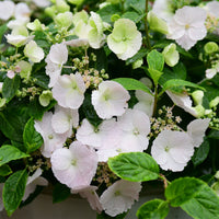 Hortensia Runaway Bride® Snow White - Bakker