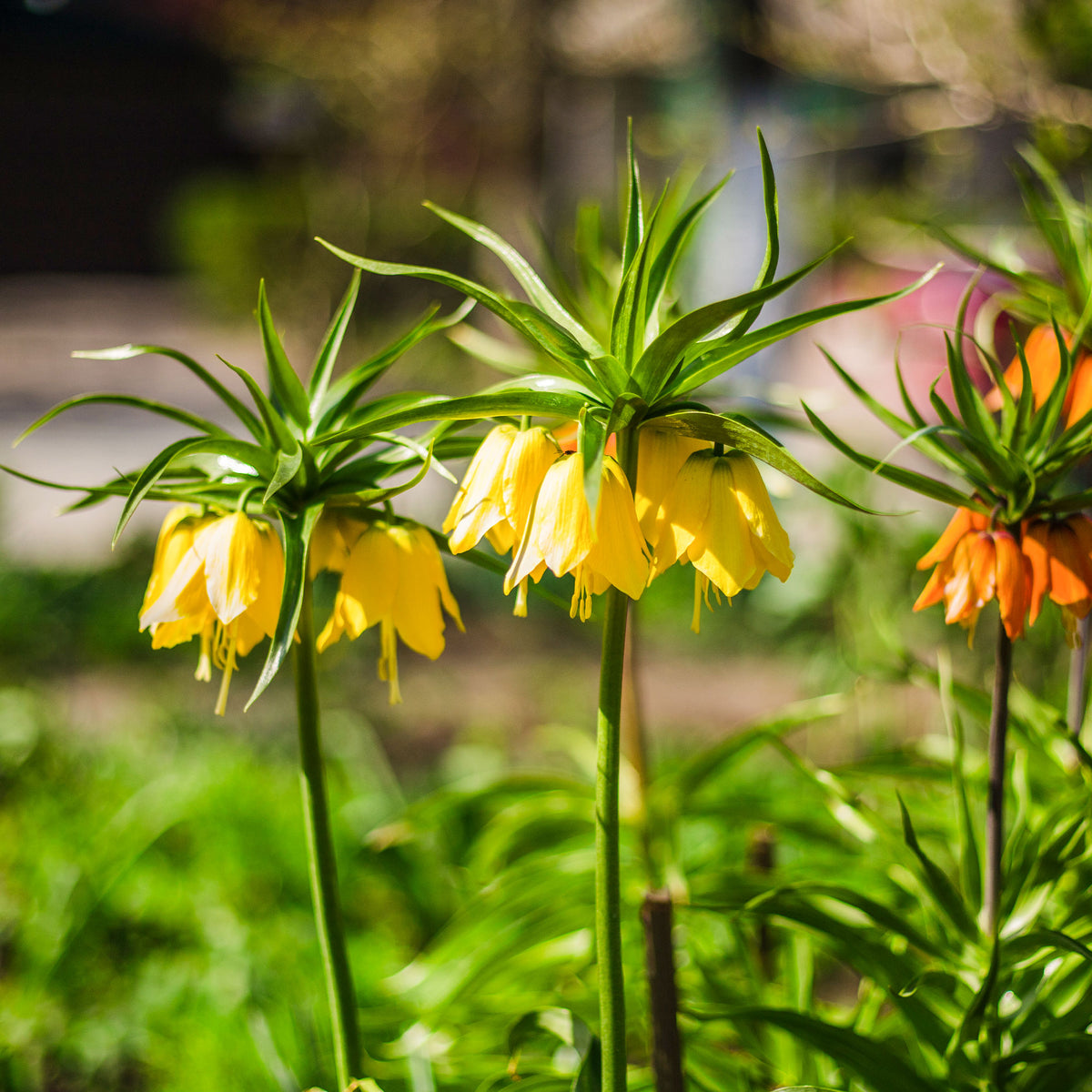Couronne impériale jaune - Fritillaria imperialis - Bakker