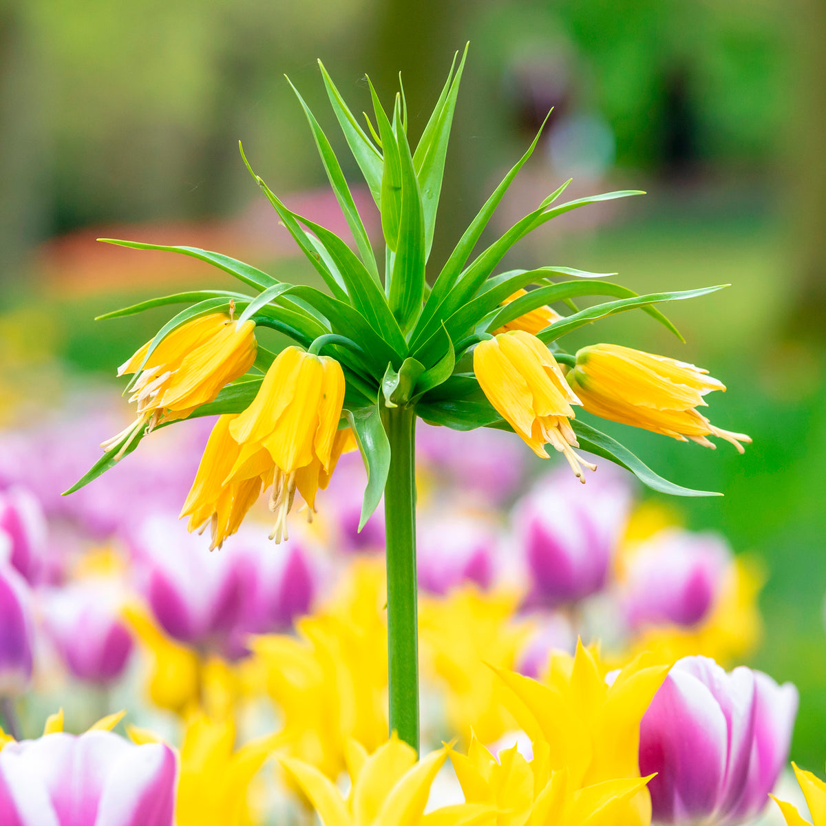 Bulbes de Fritillaria - Couronne impériale jaune - Fritillaria imperialis