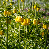 Vente Couronne impériale jaune - Fritillaria imperialis