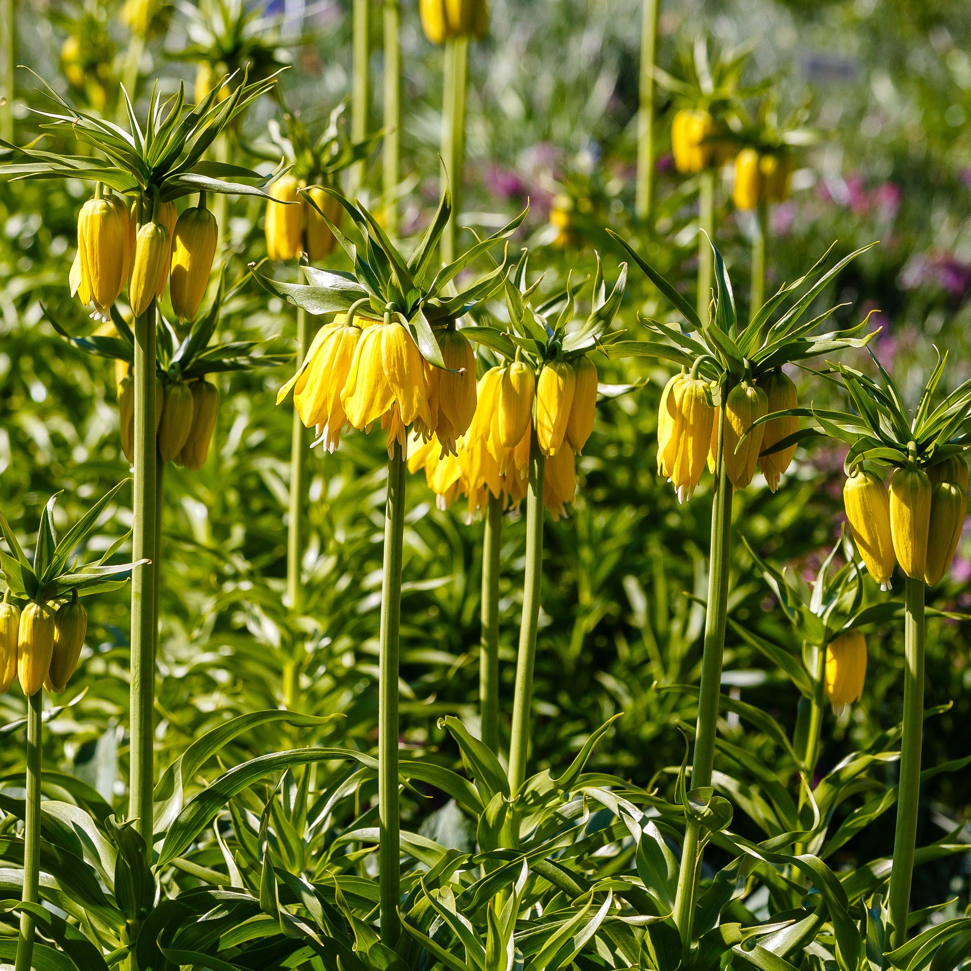 Vente Couronne impériale jaune - Fritillaria imperialis