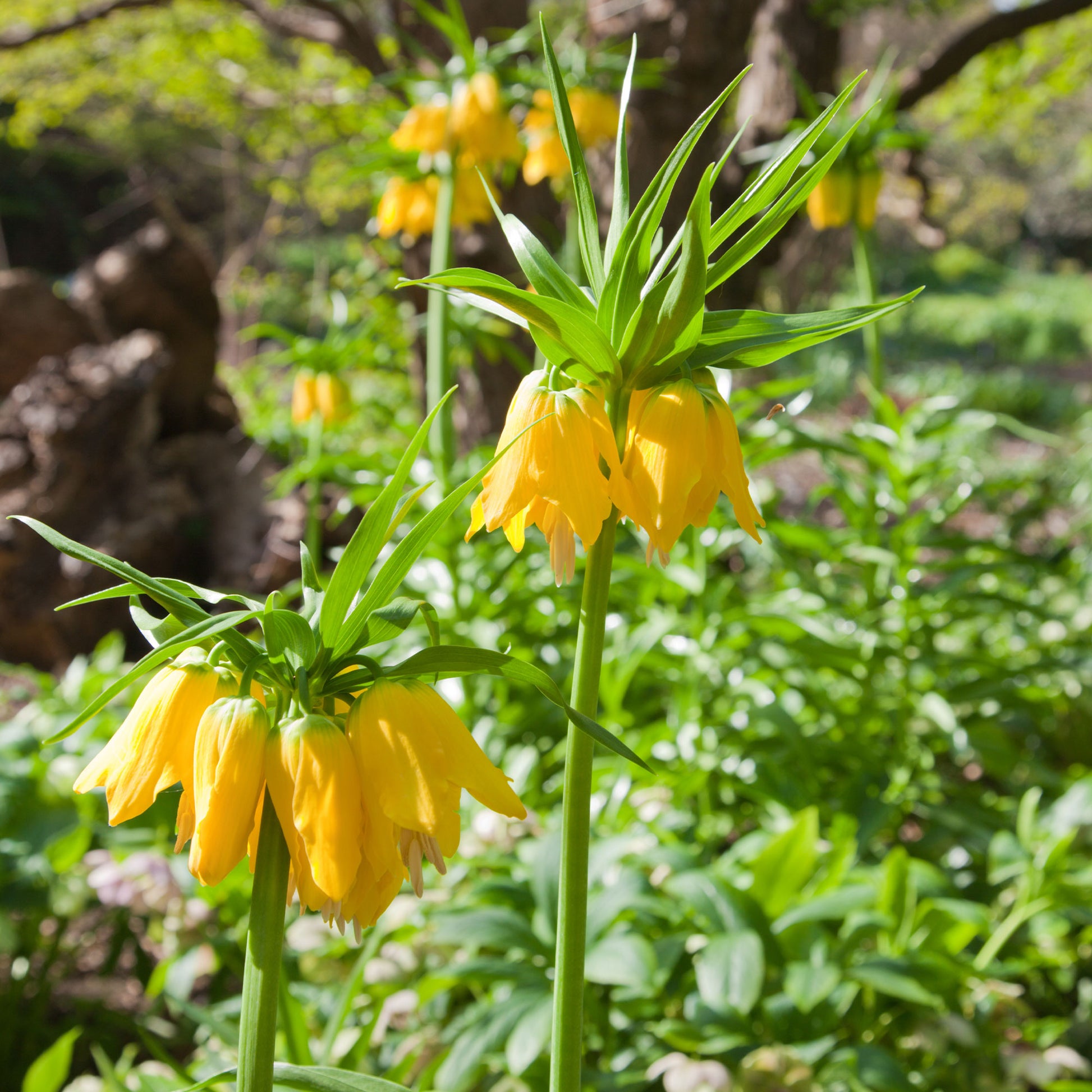 Fritillaria imperialis - Couronne impériale jaune - Bulbes de Fritillaria