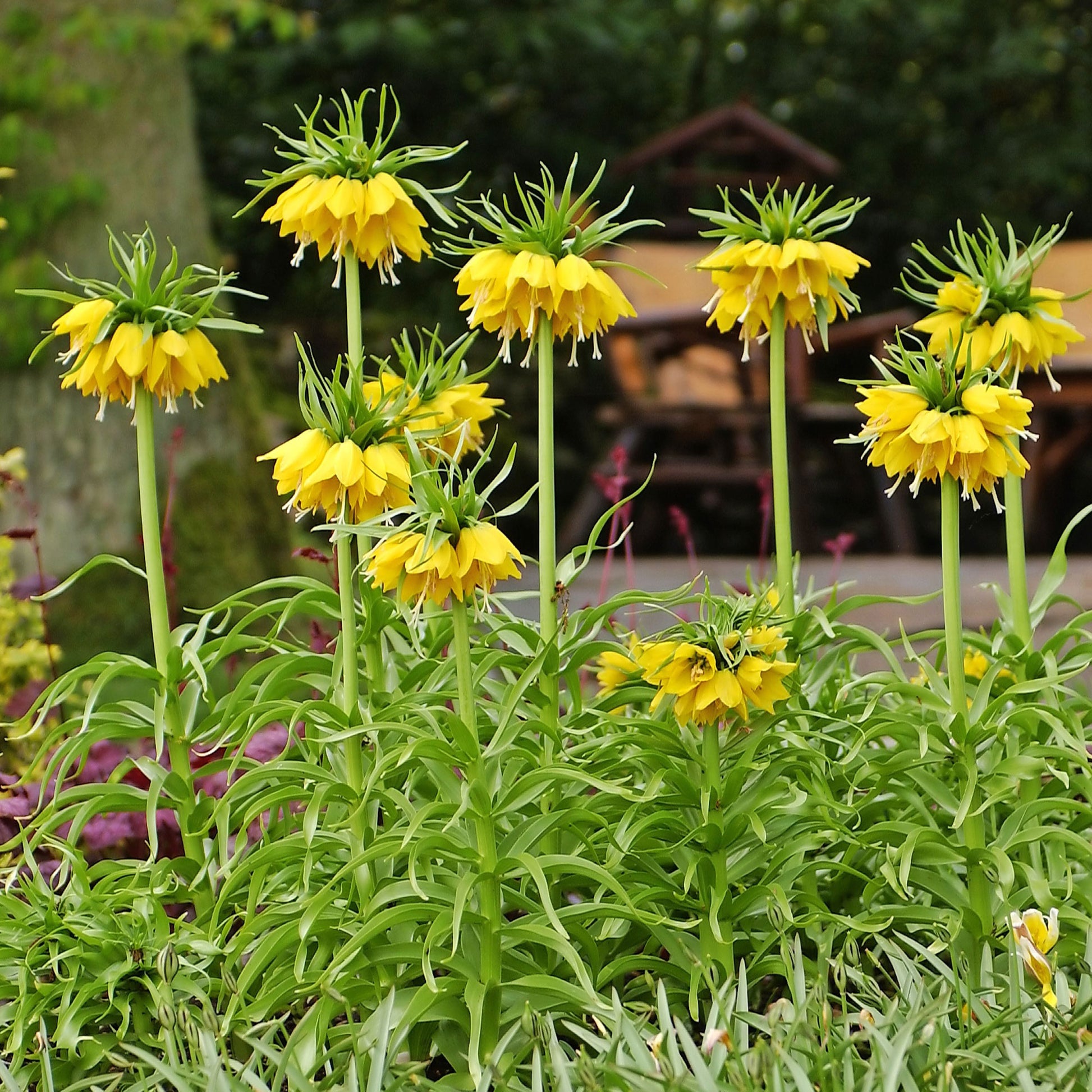 Vente Couronne impériale jaune