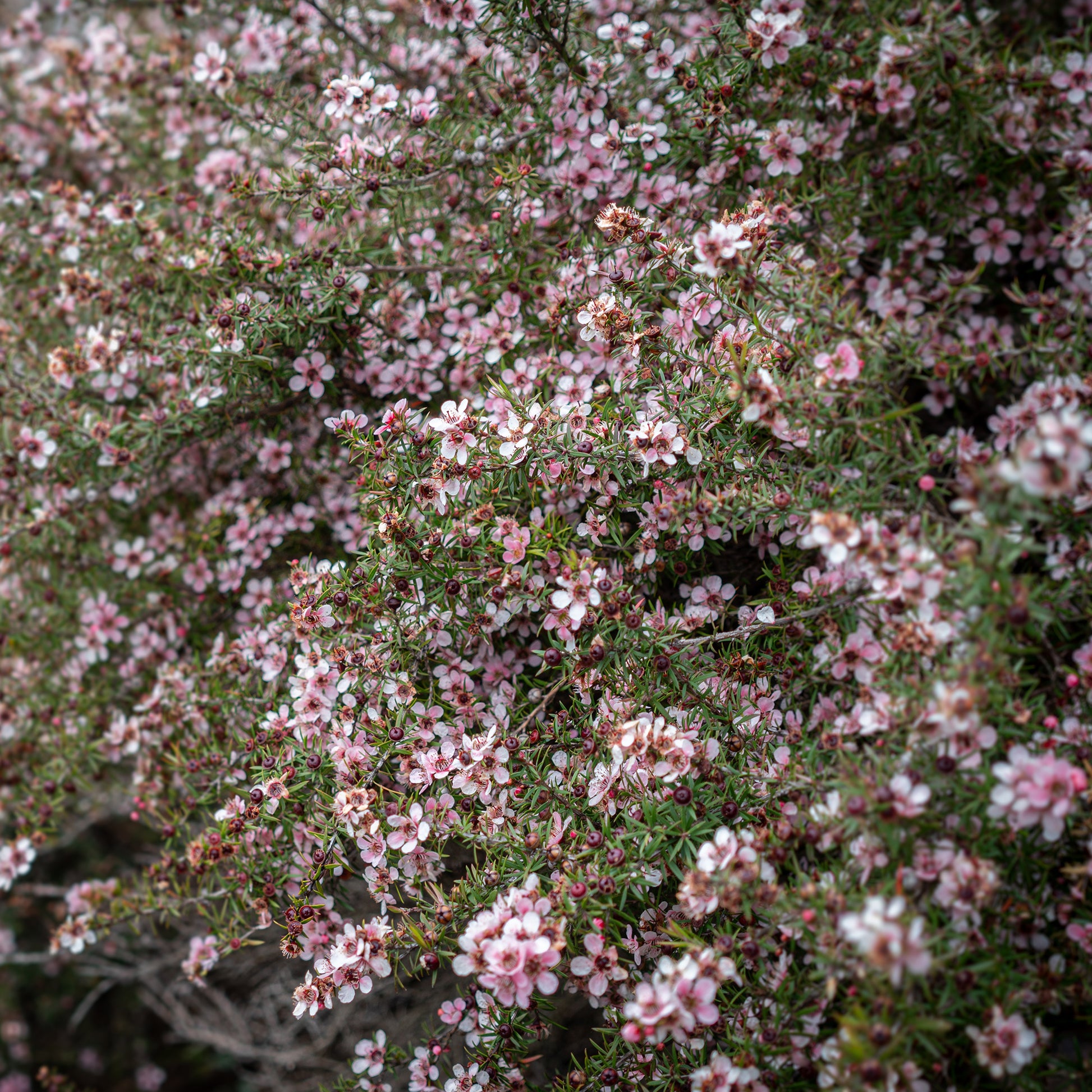 Arbre à thé Martini - Leptospermum scoparium Martinii - Bakker