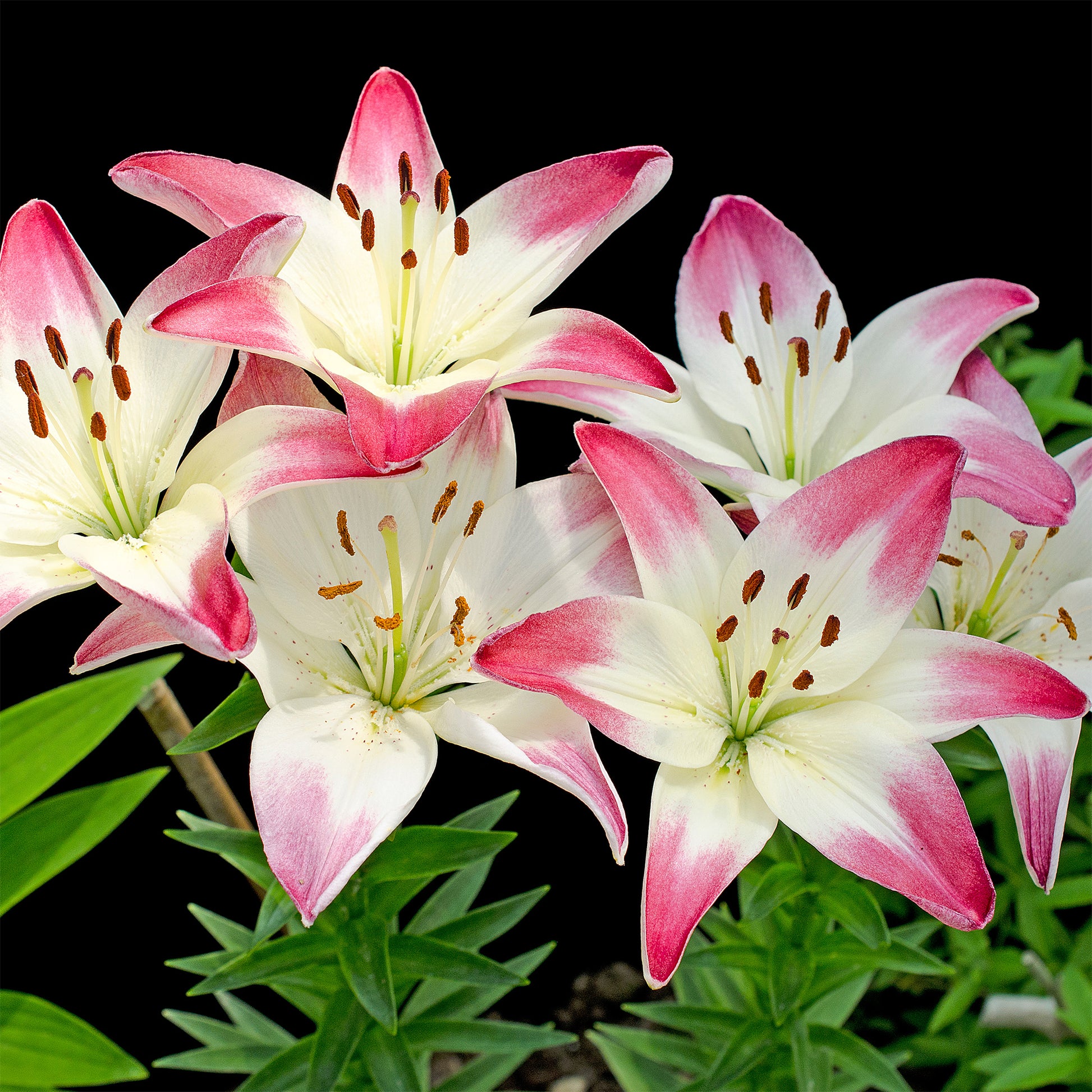 Lilium lollypop - 3 Lis asiatiques Lollypop - Bulbes de Lys