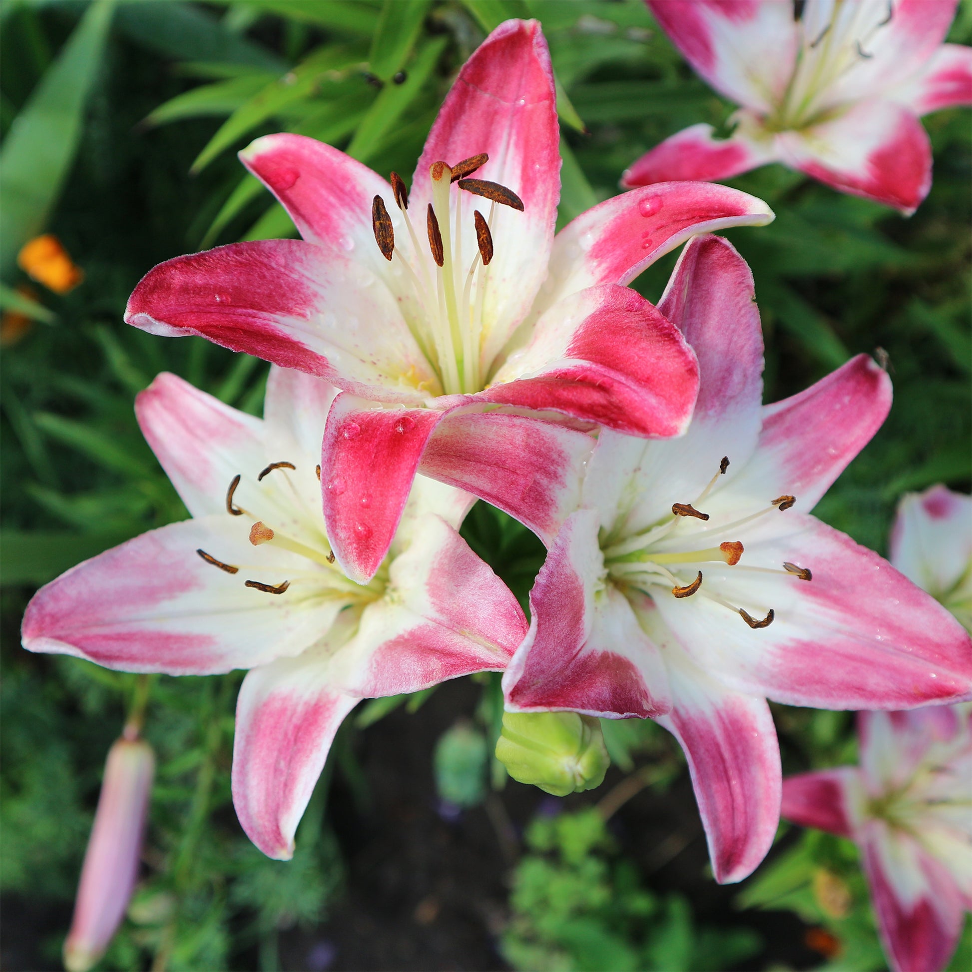 3 Lis asiatiques Lollypop - Lilium lollypop - Bakker