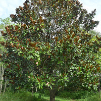 Magnolia grandiflora - Magnolia à grandes fleurs - Magnolia