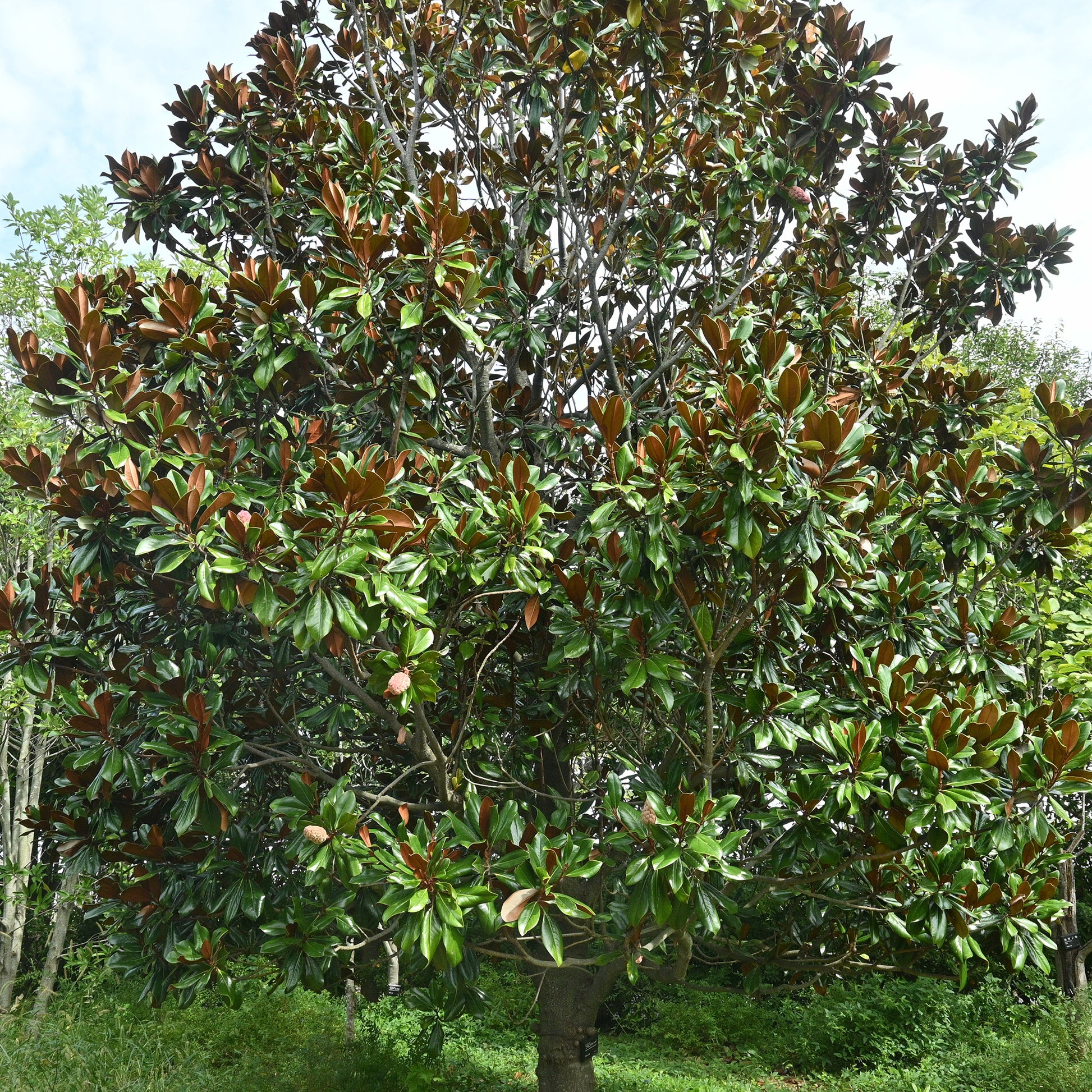 Magnolia grandiflora - Magnolia à grandes fleurs - Arbres