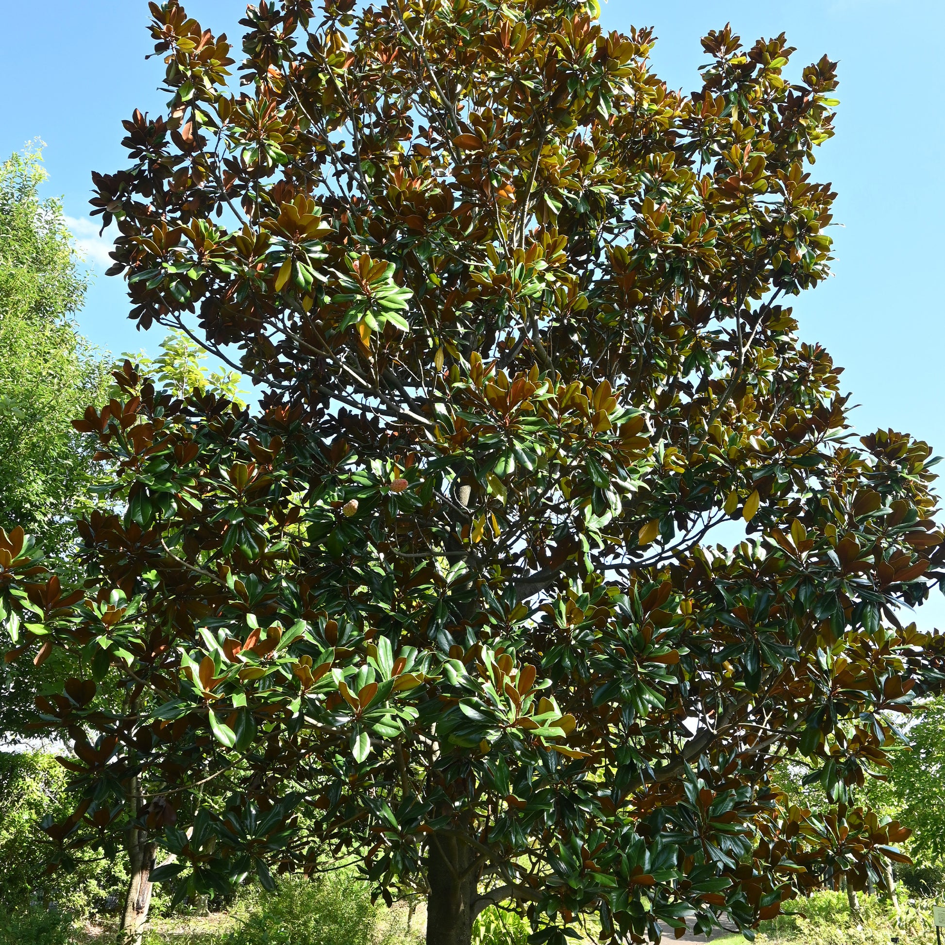 Magnolia à grandes fleurs - Bakker