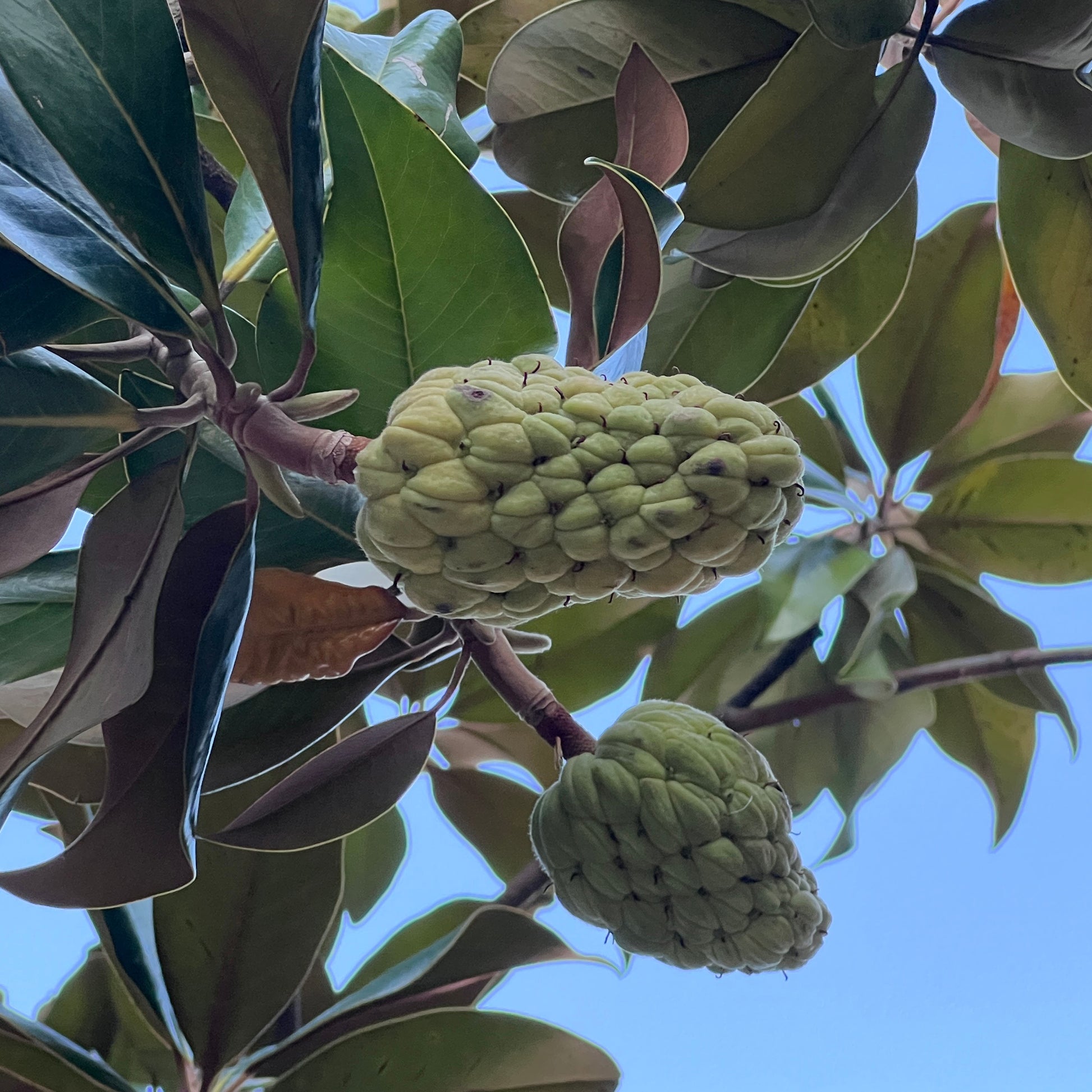 Vente Magnolia à grandes fleurs - Magnolia grandiflora