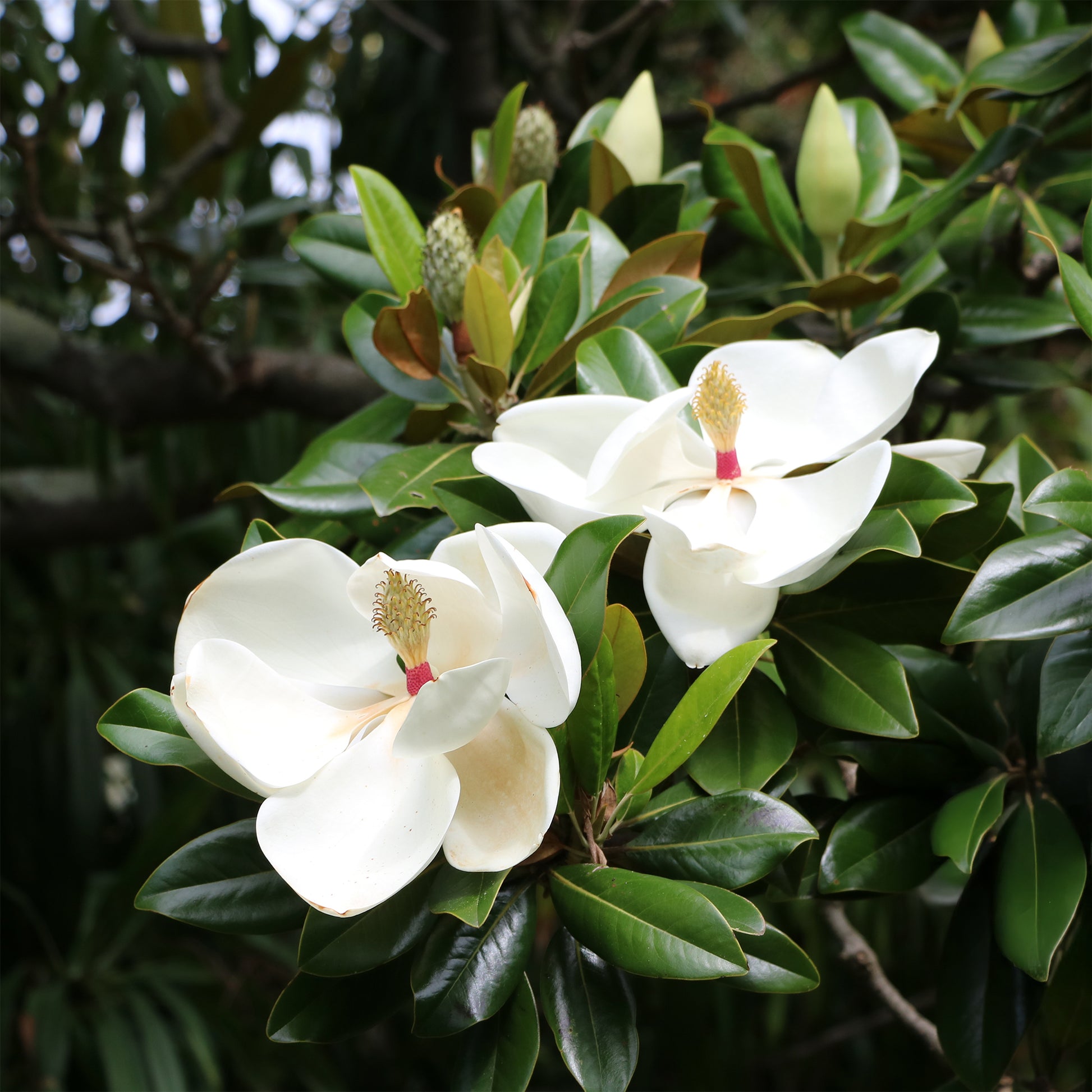 Magnolia à grandes fleurs - Magnolia grandiflora - Bakker