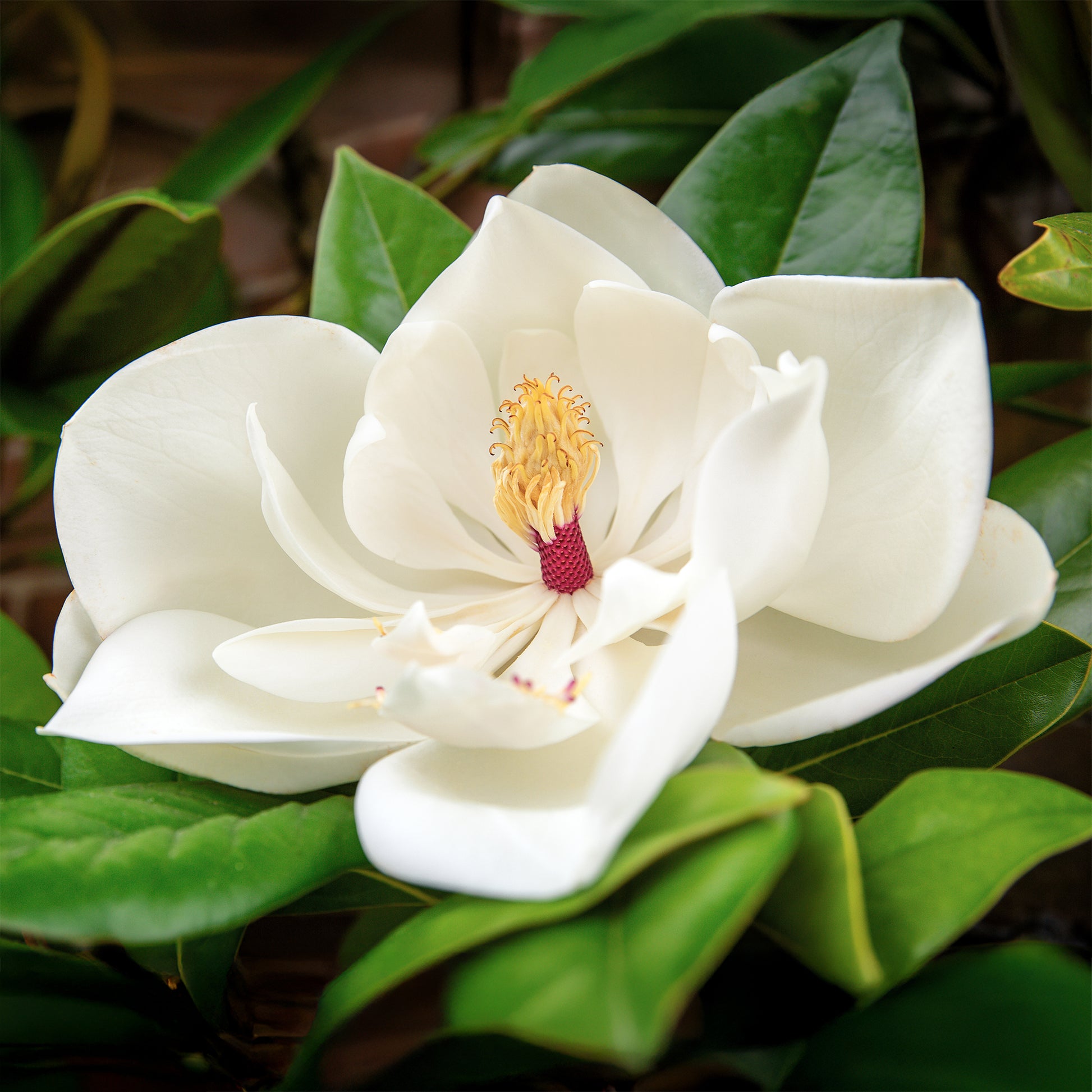 Arbres - Magnolia à grandes fleurs - Magnolia grandiflora