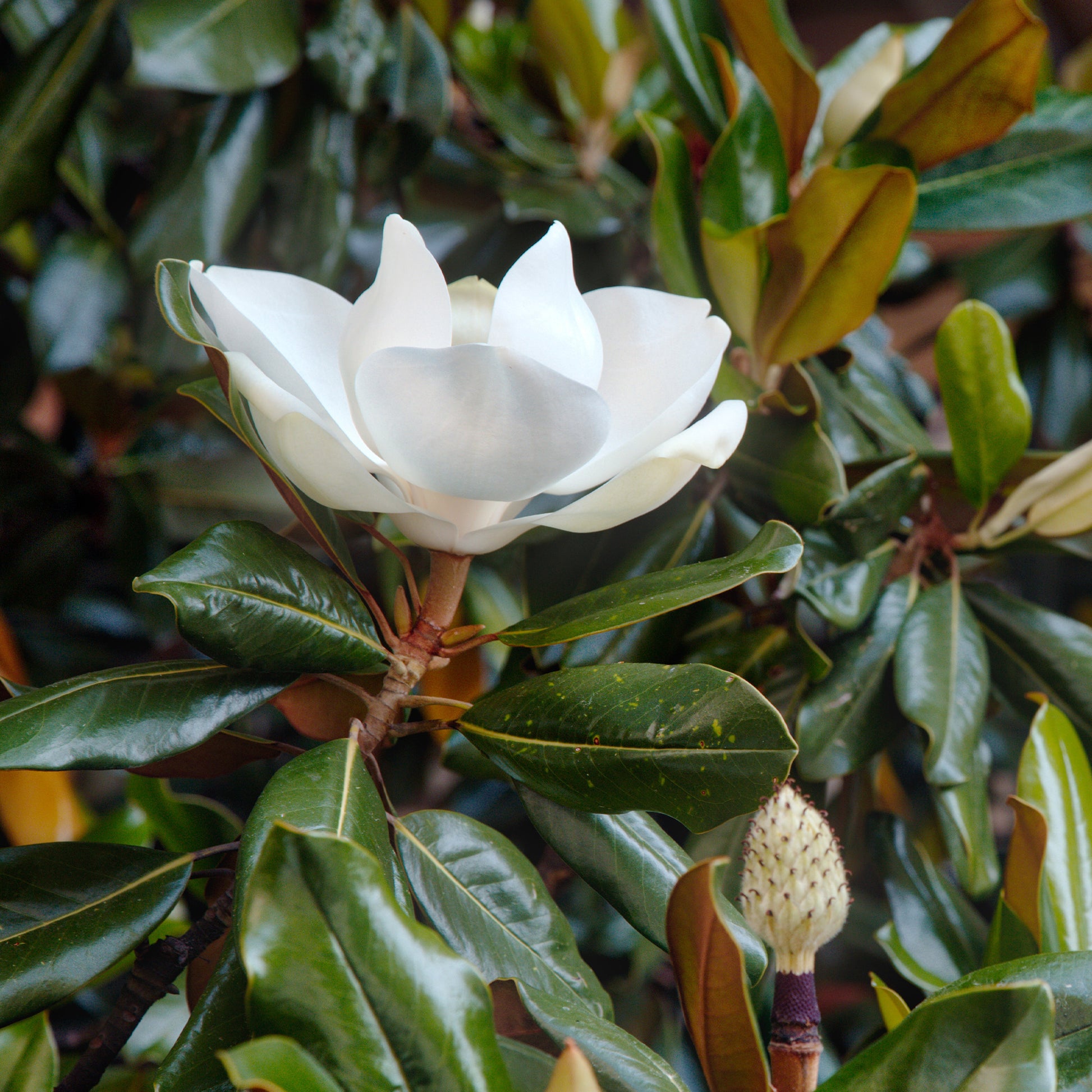 Magnolia grandiflora Little Gem - Bakker