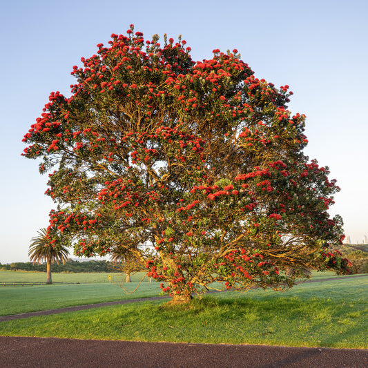 Arbre de Noël de Nouvelle-Zélande - Bakker